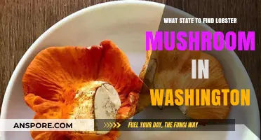 Where to Find Lobster Mushrooms in Washington State: A Guide