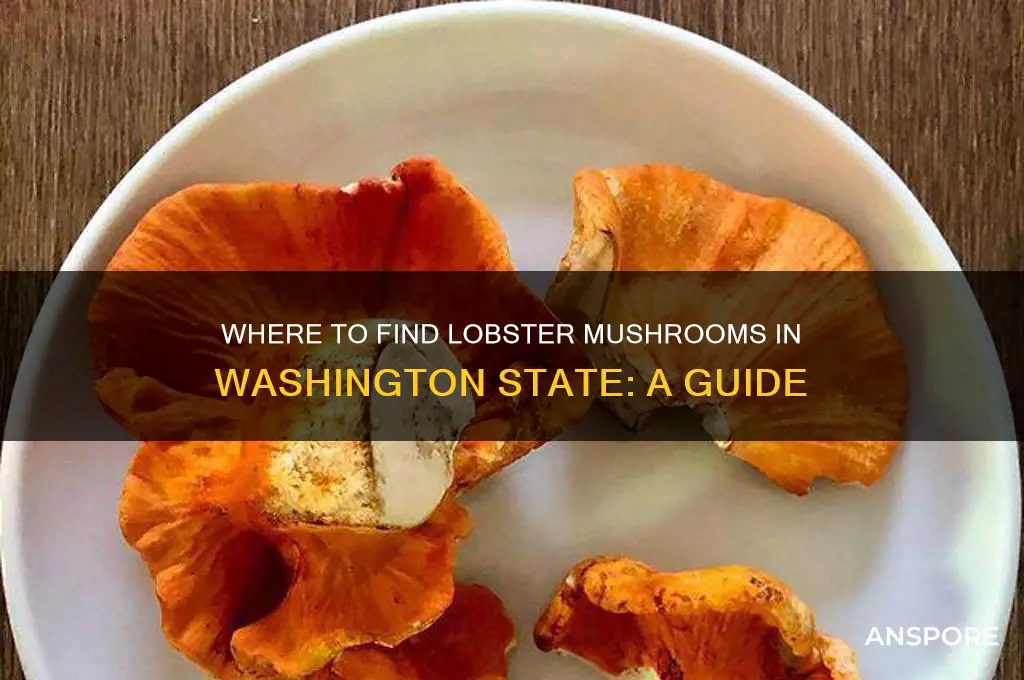 what state to find lobster mushrooms in washington