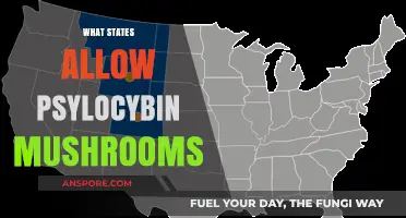 US States Where Magic Mushrooms are Legal