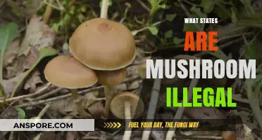 Mushroom Legality Across States: Where Are They Illegal?
