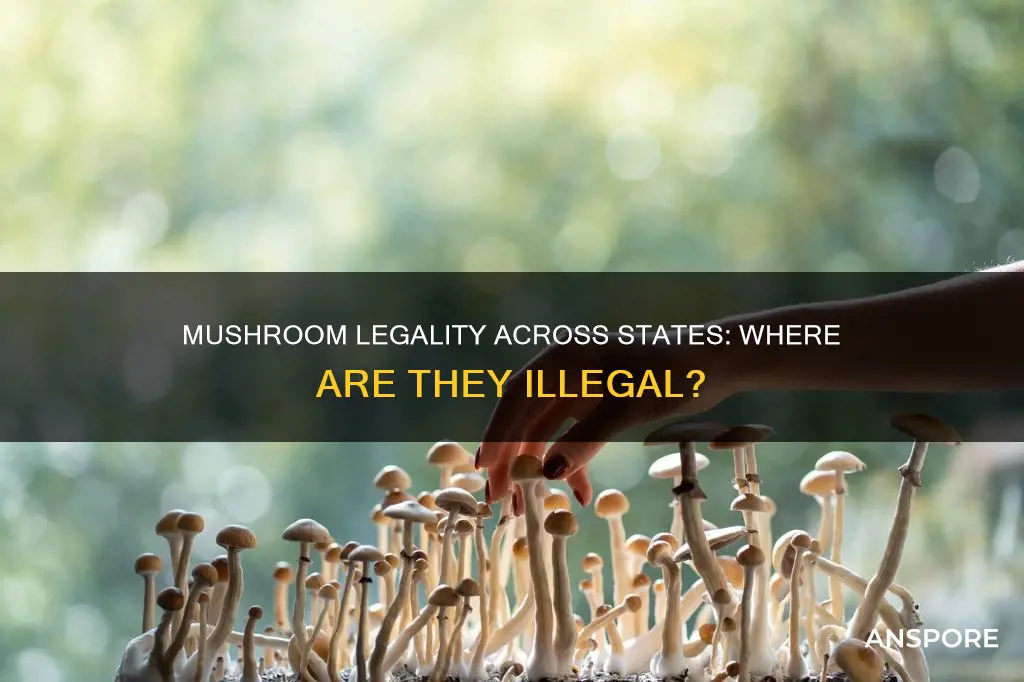 what states are mushrooms illegal