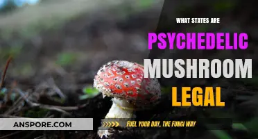 Where Magic Grows: States Legalizing Psychedelic Mushrooms Explored