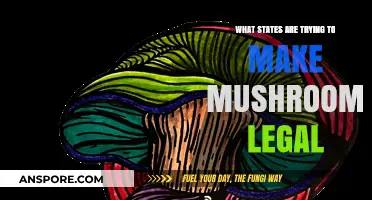 Legalizing Mushrooms: Which U.S. States Are Leading the Psychedelic Reform?
