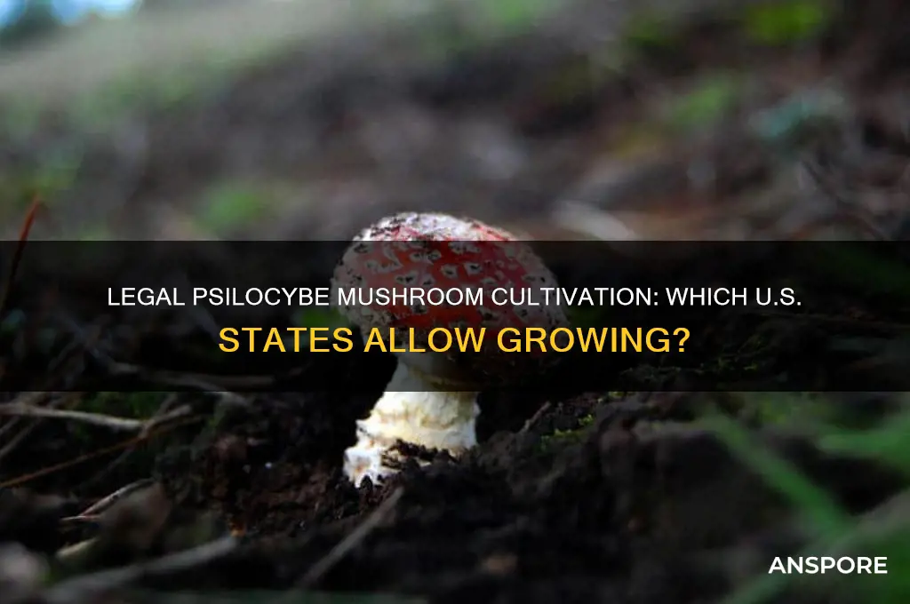 what states can i grow grow mushrooms psilocybe