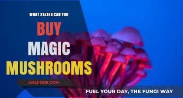 Legal Psilocybin: Where Can You Buy Magic Mushrooms in the U.S.?