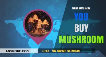 Where to Buy Mushrooms: Legal States and Purchasing Guide