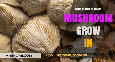 Where Do Magic Mushrooms Grow: A State-by-State Guide