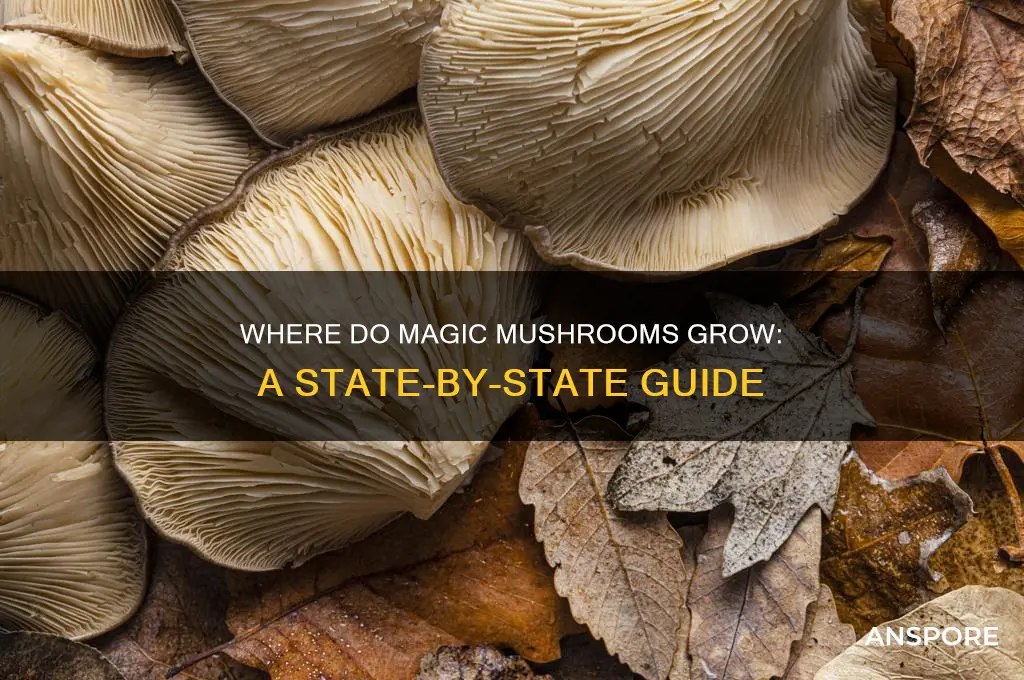 what states do magic mushrooms grow in