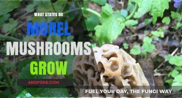 Where to Find Morel Mushrooms: A State-by-State Guide