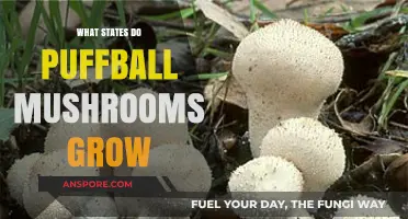 Where Puffball Mushrooms Thrive: States for Foraging These Fungi