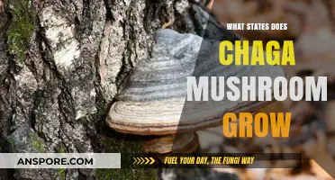 Where to Find Chaga Mushrooms: States and Regions for Growth