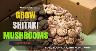 Where Shiitake Mushrooms Thrive: Top U.S. States for Cultivation