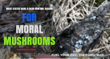 Best States for Ethical Morel Mushroom Hunting Adventures