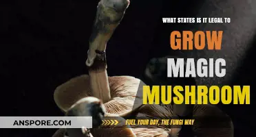 Legal Psilocybin Cultivation: Which U.S. States Allow Magic Mushroom Growth?