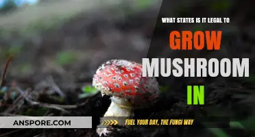 Legal Mushroom Cultivation: Which U.S. States Allow Home Growing?