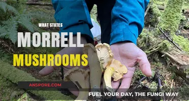 Morrell Mushrooms: Where to Find Them in the US
