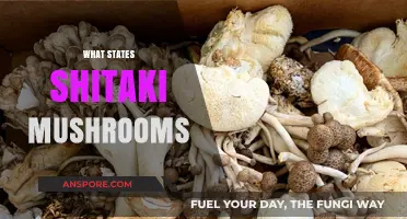Where to Find Shiitake Mushrooms in the USA