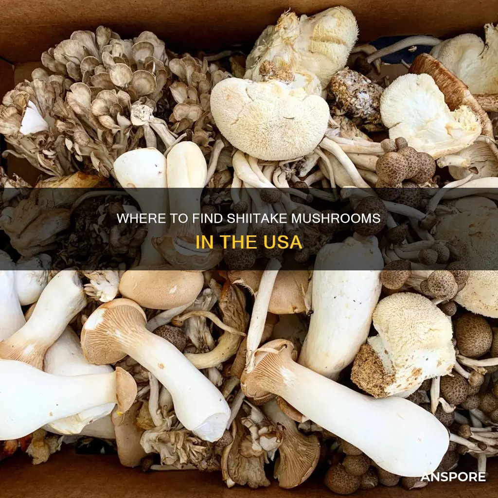 what states shitaki mushrooms