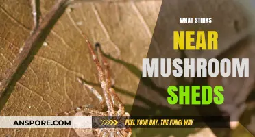 Mushroom Sheds: A Stinky Situation