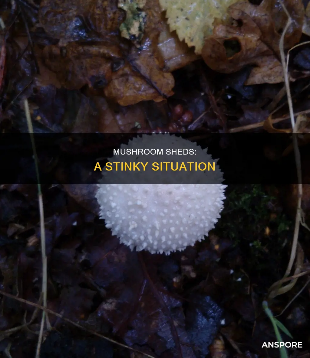 what stinks near mushroom sheds