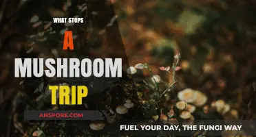 Stopping a Mushroom Trip: Natural Remedies and More