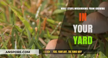 Preventing Mushroom Growth: Yard Care Tips for a Fungus-Free Lawn