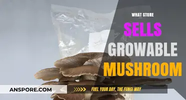Where to Buy Grow-Your-Own Mushrooms