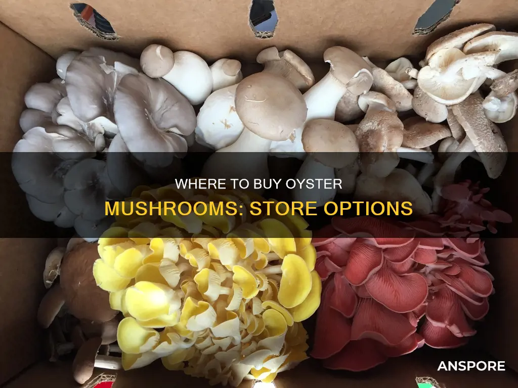 what store sells oyster mushrooms