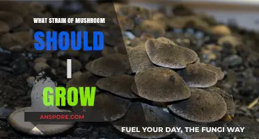 Choosing the Perfect Mushroom Strain for Your Home Garden