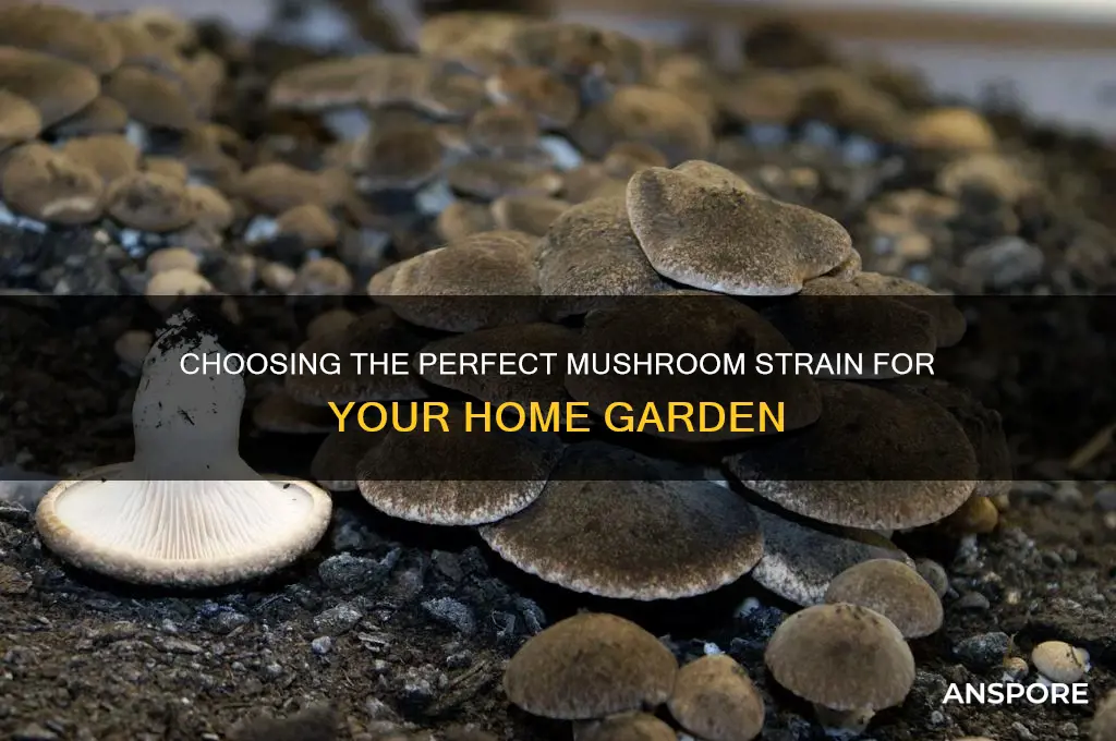 what strain of mushroom should i grow