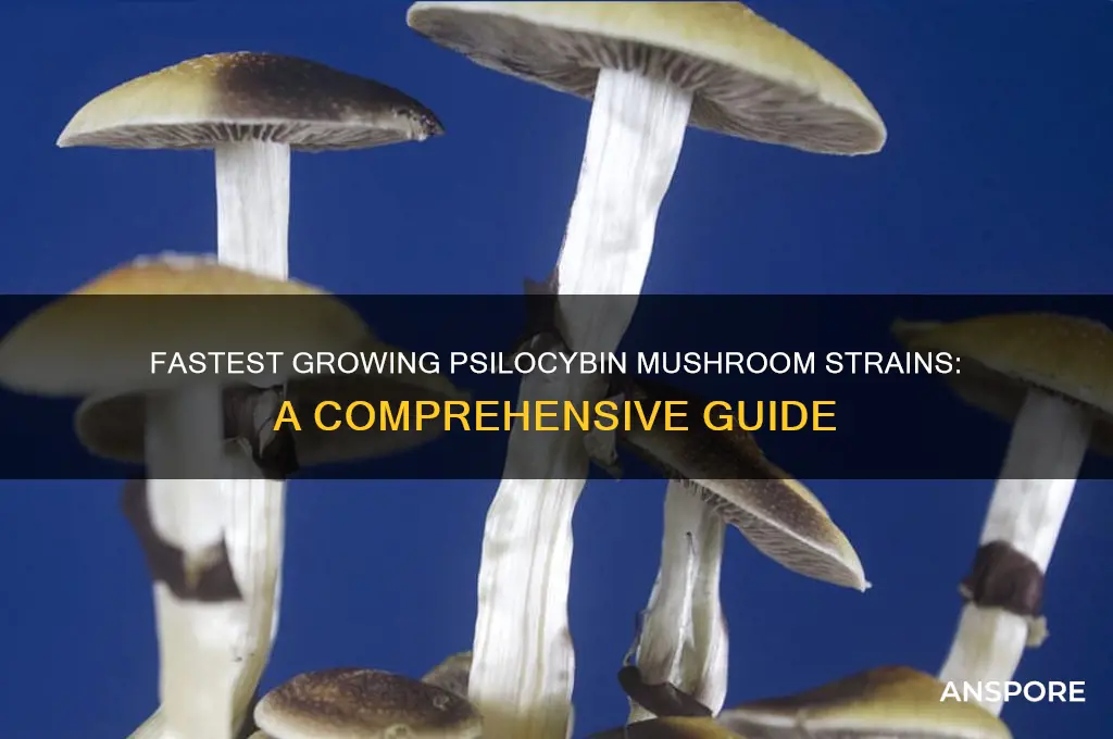 what strain of psilocybin mushrooms grows the fastest