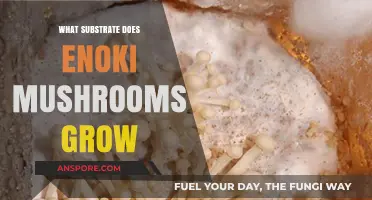 Best Substrates for Growing Enoki Mushrooms: A Comprehensive Guide