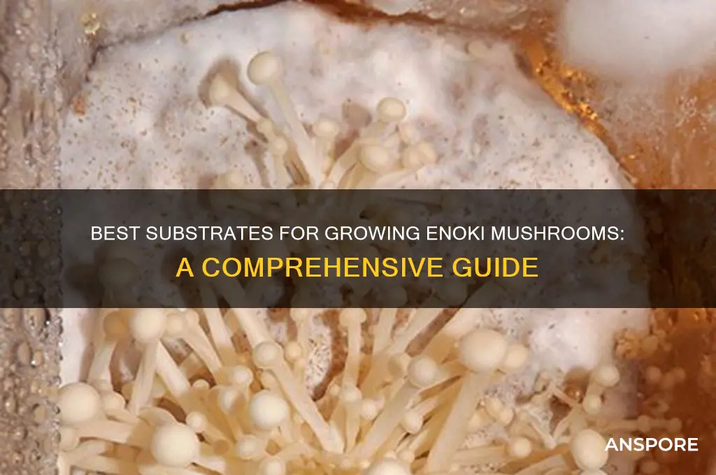 what substrate does enoki mushrooms grow
