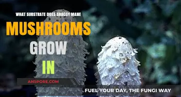 Shaggy Mane Mushrooms: Ideal Substrate for Optimal Growth Explained