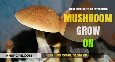 Exploring Ideal Substrates for Growing Psychedelic Mushrooms at Home