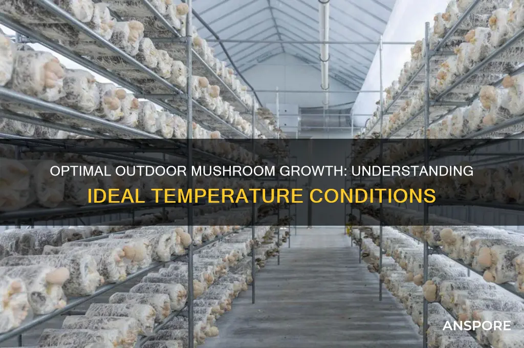 what temp do mushrooms grow outside
