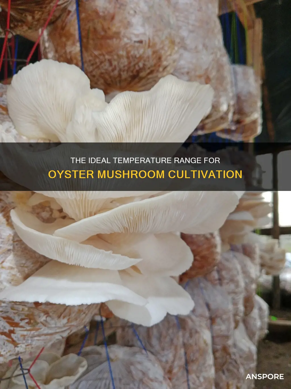 what temp for oyster mushrooms