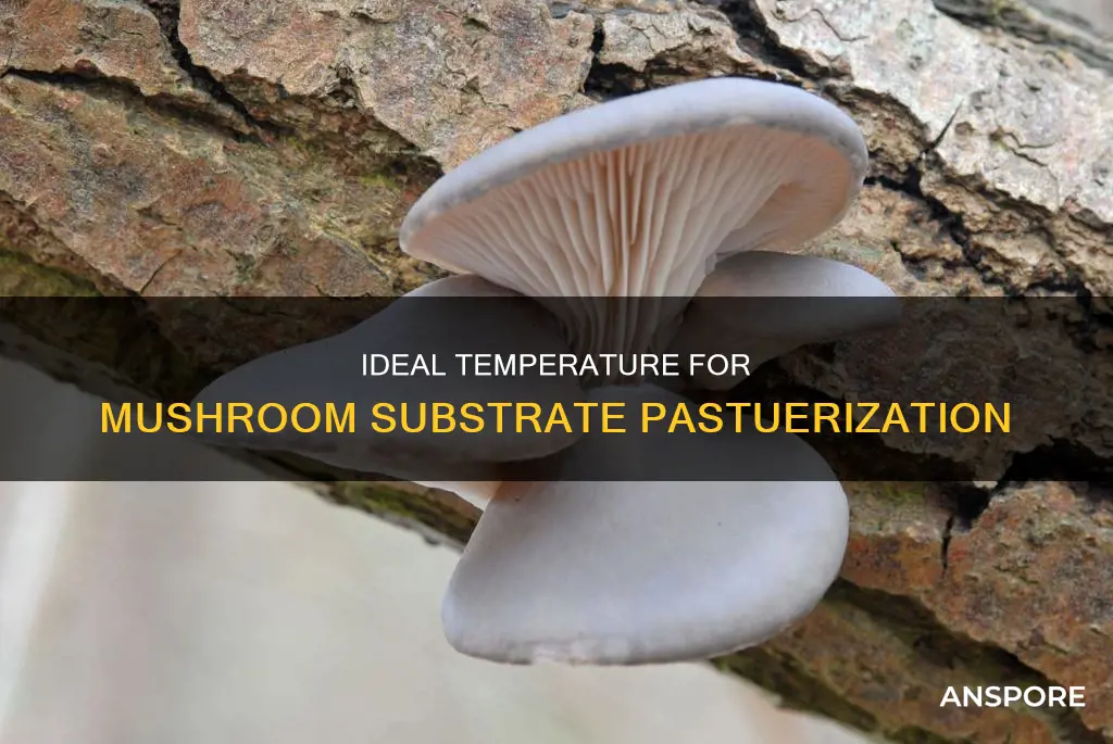what temp pastu substrate mushroom