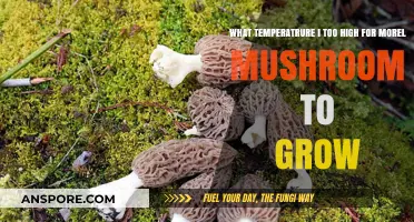 Optimal Temperatures for Morel Mushrooms: Avoiding Heat That Hinders Growth