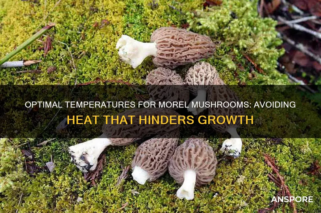 what temperatrure i too high for morel mushroom to grow