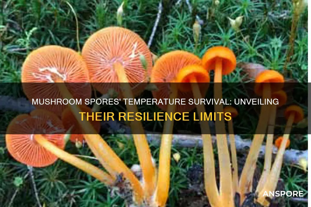 what temperature can mushroom spores survive