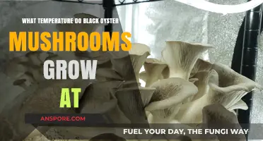 Optimal Temperature Range for Growing Black Oyster Mushrooms at Home