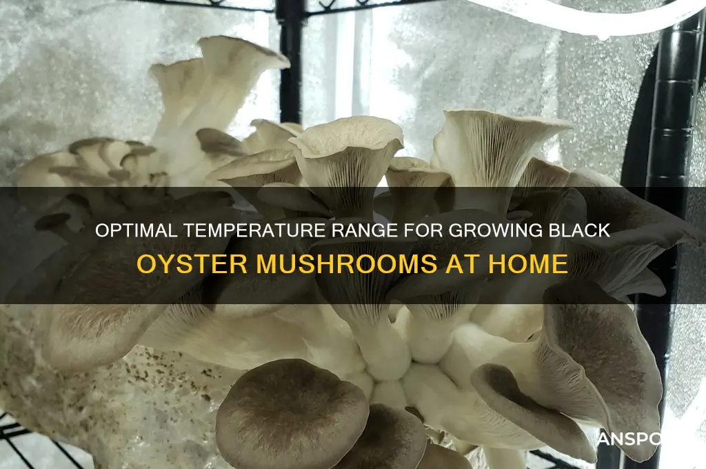 what temperature do black oyster mushrooms grow at
