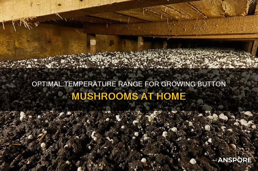 what temperature do button mushrooms need to grow