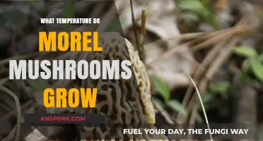 Optimal Temperature Range for Morel Mushroom Growth: A Comprehensive Guide