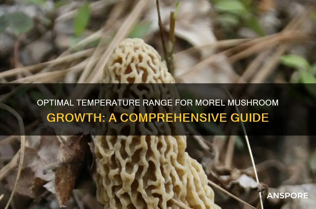 what temperature do morel mushrooms grow