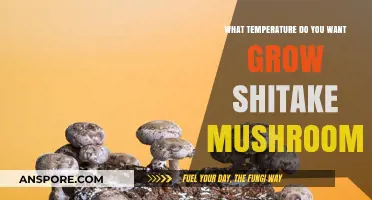 Optimal Temperature for Growing Shiitake Mushrooms: A Complete Guide