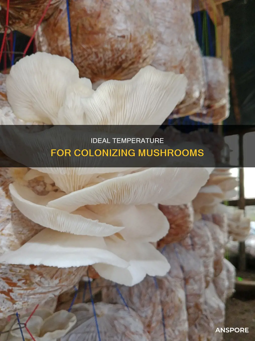 what temperature for colonizing mushrooms