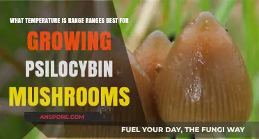 Optimal Temperature Range for Growing Psilocybin Mushrooms: A Guide