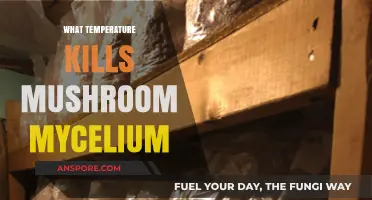 Killing Mushroom Mycelium: Temperature's Impact